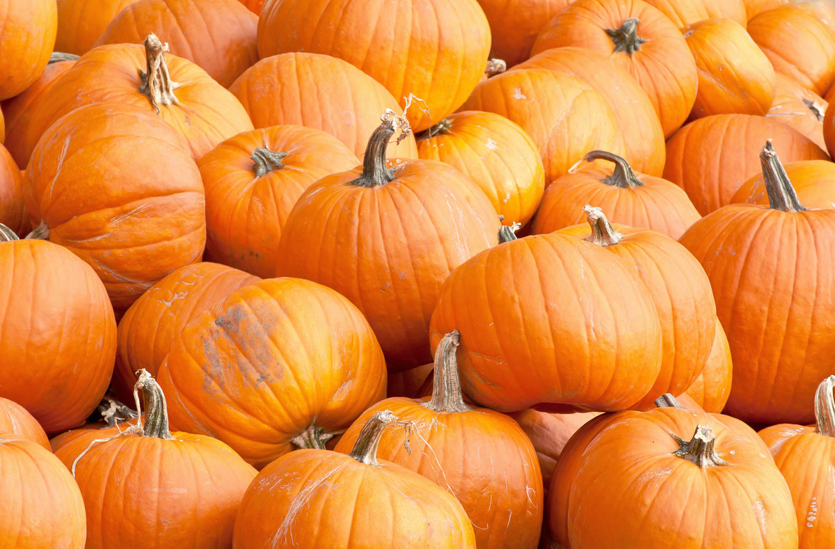 Pumpkin Season Has Arrived! Here's Where to Find the Perfect Pumpkin... - Checkexpress