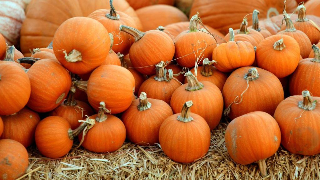 Fall Festivities Around Chicago You Won’t Want to Miss! Checkexpress