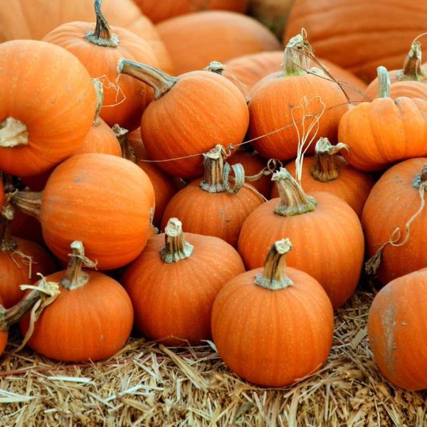 Fall Festivities Around Chicago You Won’t Want to Miss! Checkexpress